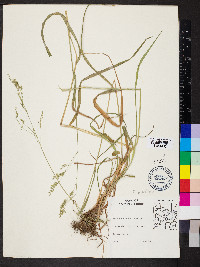 Festuca subverticillata image