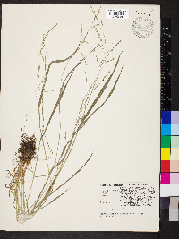 Festuca subverticillata image