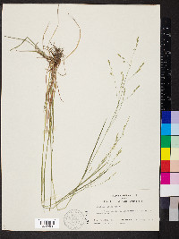 Festuca subverticillata image