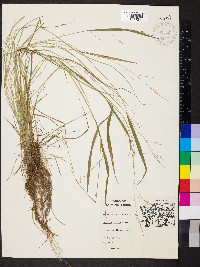 Festuca subverticillata image