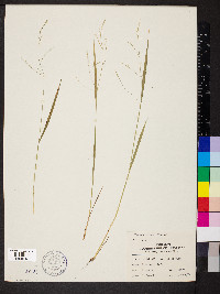 Festuca subverticillata image