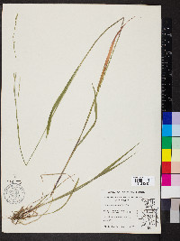 Festuca subverticillata image