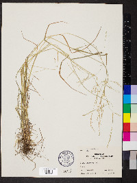 Festuca subverticillata image