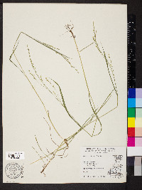 Festuca subverticillata image