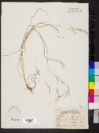 Festuca subverticillata image