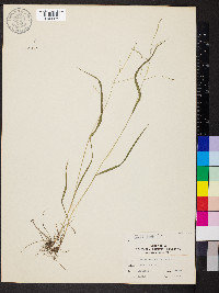 Festuca subverticillata image