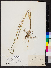 Festuca subverticillata image