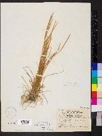 Festuca subverticillata image