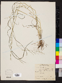 Festuca subverticillata image