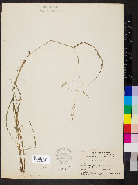 Festuca subverticillata image