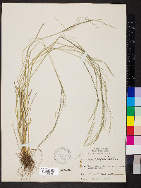 Festuca subverticillata image