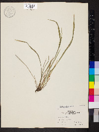 Festuca subverticillata image