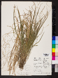Festuca subverticillata image