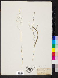 Festuca subverticillata image