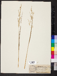 Festuca paradoxa image