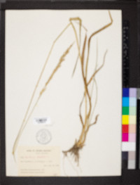 Lolium pratense image