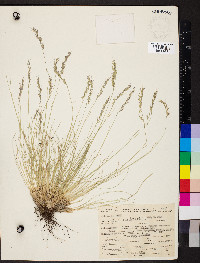 Festuca idahoensis image