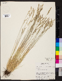 Festuca idahoensis image