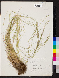 Festuca idahoensis image