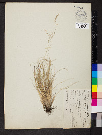 Festuca idahoensis image