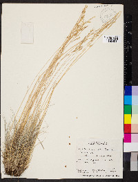 Festuca idahoensis image