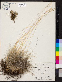 Festuca idahoensis image