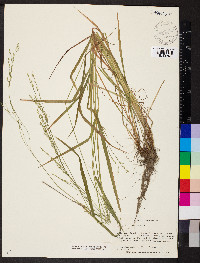 Festuca subverticillata image