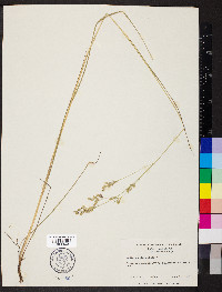 Festuca paradoxa image
