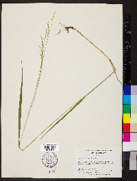 Festuca subverticillata image