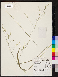 Festuca subverticillata image