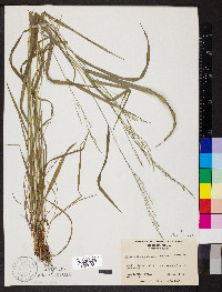 Festuca subverticillata image