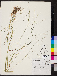 Festuca subverticillata image