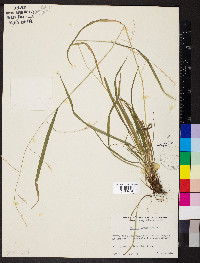 Festuca obtusa image