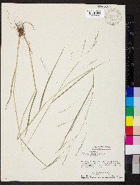 Festuca subverticillata image