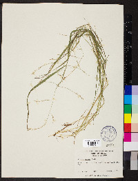 Festuca paradoxa image