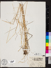 Festuca subverticillata image