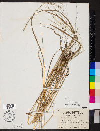 Festuca subverticillata image