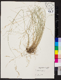 Festuca ovina image