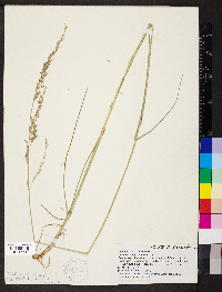 Festuca ovina image