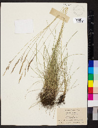 Festuca rubra image