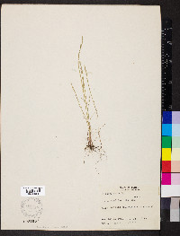 Festuca ovina image