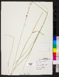 Lolium arundinaceum image