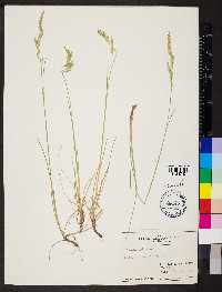 Festuca rubra image