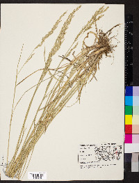 Lolium pratense image