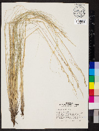 Festuca arizonica image