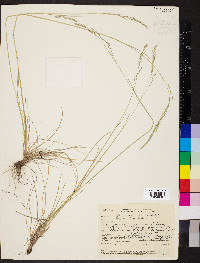Festuca occidentalis image