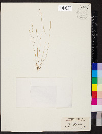 Vulpia octoflora var. glauca image