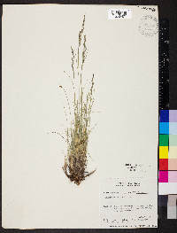 Festuca ovina image