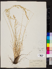 Festuca idahoensis image