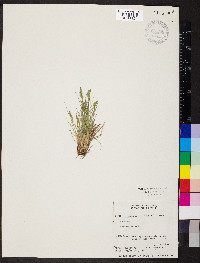 Festuca ovina image